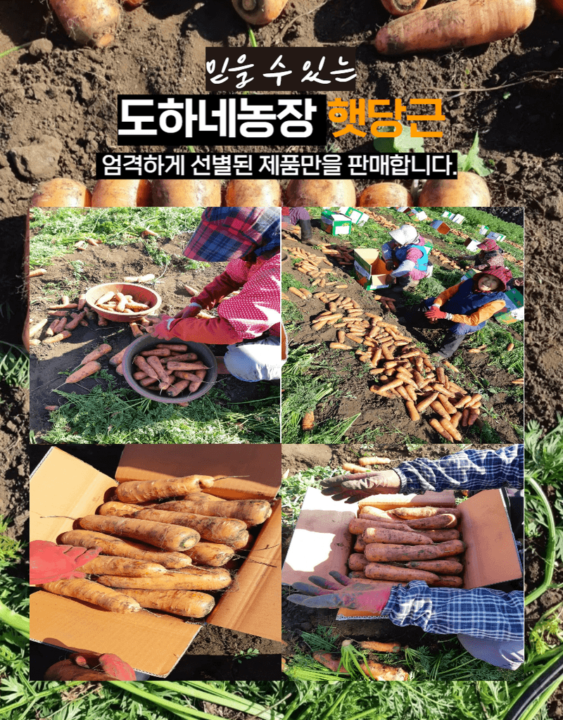 김태환님의 장터 판매 상품 [(판매종료) 구좌당근 마지막 물량 팔아요 .수량 몇개없어요] 첨부 사진