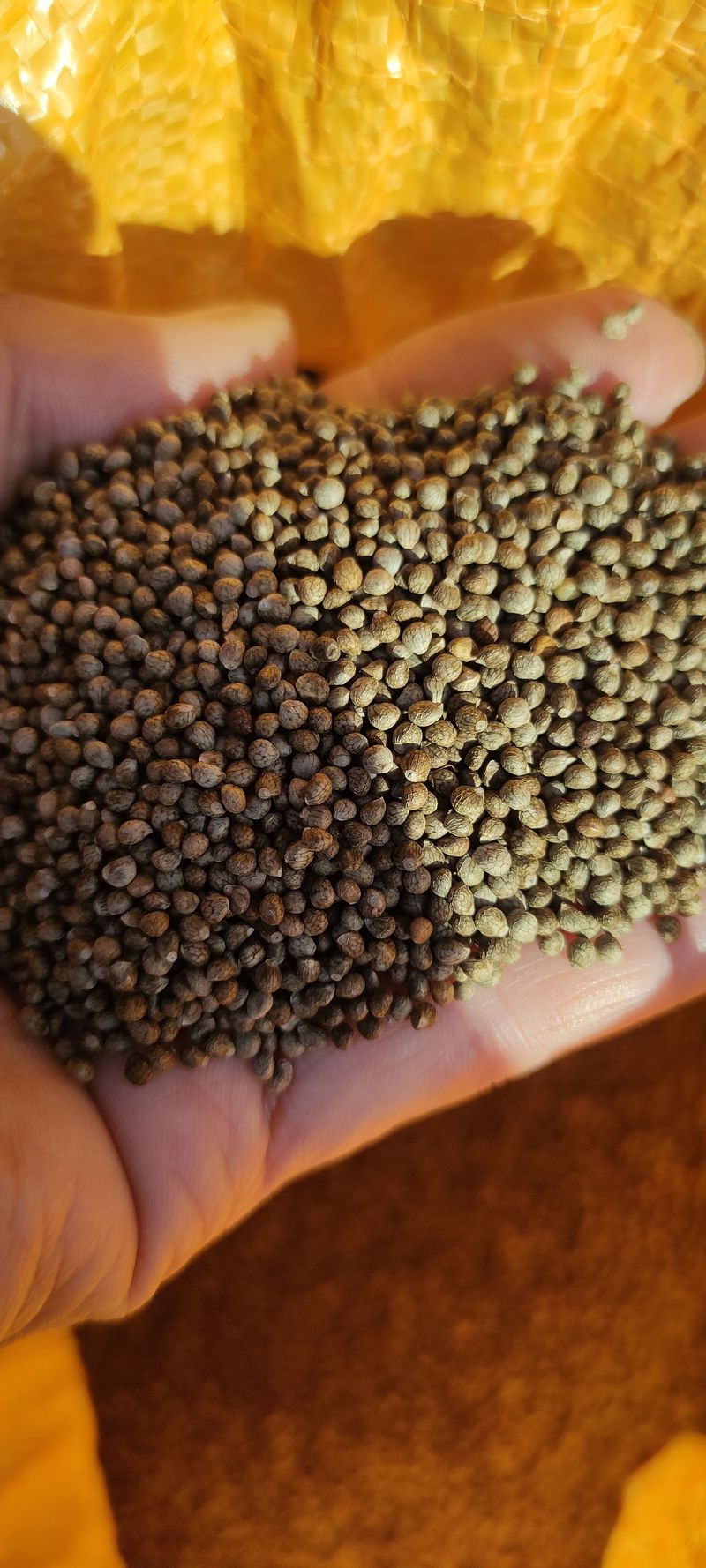 동그라미세모님의 장터 판매 상품 [들깨 1kg ₩13,000 [판매완료]] 첨부 사진