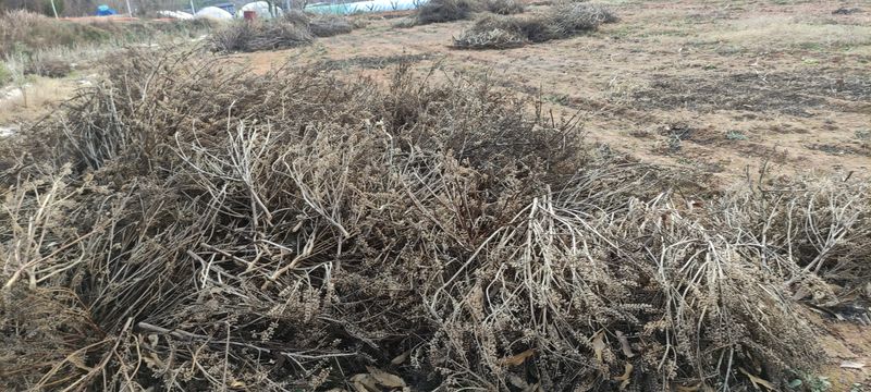 동그라미세모님의 장터 판매 상품 [들깨 1kg ₩13,000 [판매완료]] 첨부 사진