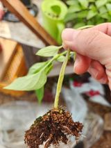 팜모닝 고추·일상 게시글 이미지