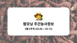 팜모닝 고구마·농사길잡이 게시글 이미지
