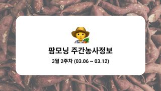 고구마 농사도우미님의 고구마 · 농사길잡이 작성글 사진