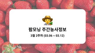 딸기 농사도우미님의 딸기 · 자연재해•동물피해 작성글 사진