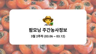 감 농사도우미님의 감 · 농사길잡이 작성글 사진