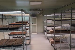 육묘장님의 고추 · 파종•정식 작성글 사진