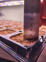 팜모닝 고추·파종•정식 게시글 이미지