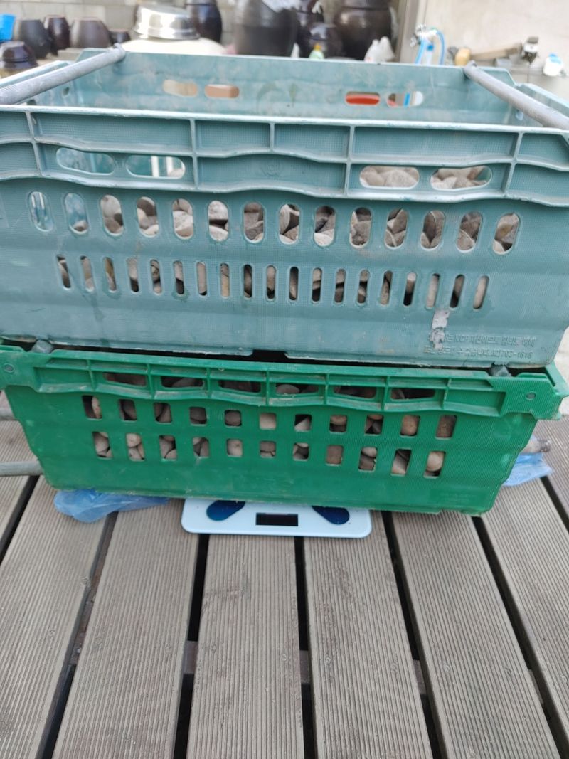 최용운님의 장터 판매 상품 [국가보급종 씨감자  수미] 첨부 사진