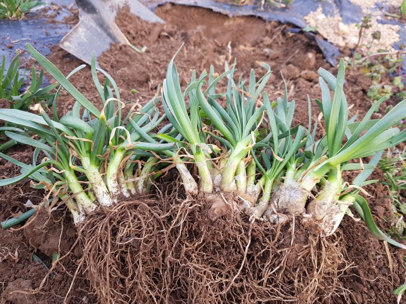 오왕건님의 장터 판매 상품 [두메부추(모종용)=[판매완료]] 첨부 사진