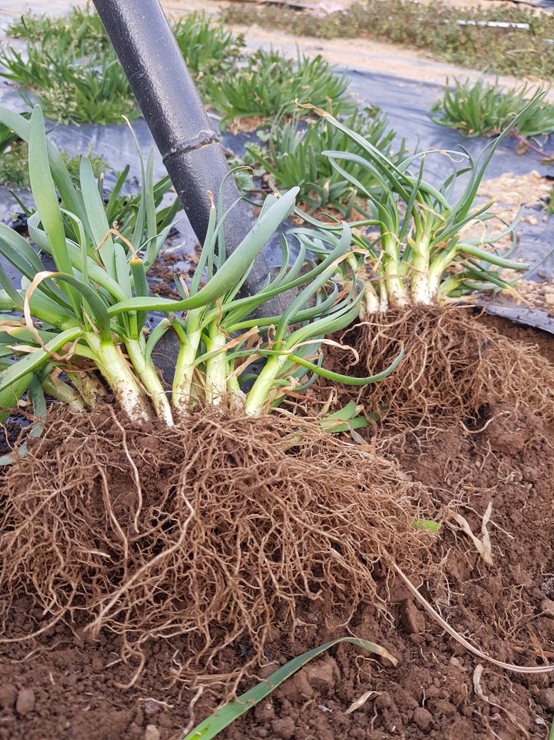 장터 상품 [두메부추(모종용)=[판매완료]] 썸네일