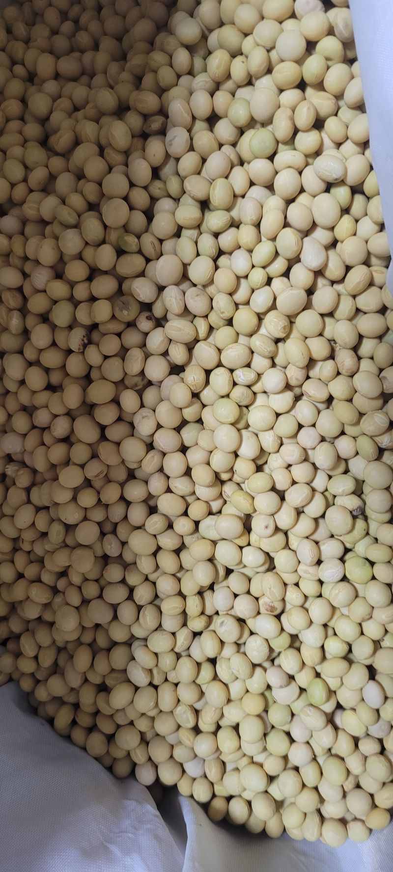 장터 상품 [굵은백태와 쥐눈이콩 5키로] 썸네일