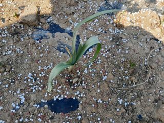 솜리아재님의 마늘 · 병해충상담 작성글 사진