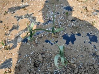 솜리아재님의 마늘 · 병해충상담 작성글 사진