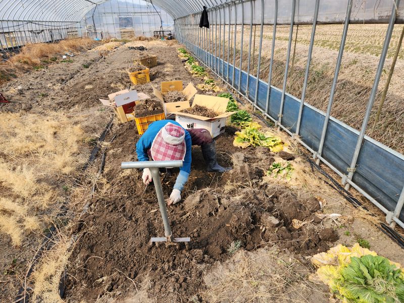 장터 상품 [천문동종근3년생] 썸네일