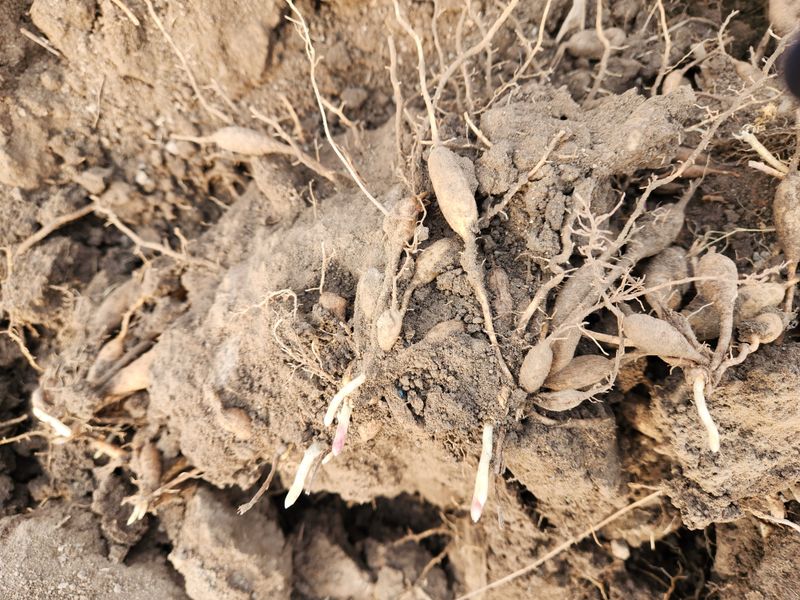 이창신님의 장터 판매 상품 [천문동종근3년생] 첨부 사진