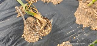 땅콩,서리태콩님의 마늘 · 병해충상담 작성글 사진