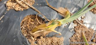 땅콩,서리태콩님의 마늘 · 병해충상담 작성글 사진