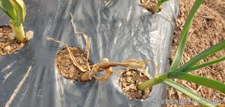 땅콩,서리태콩님의 마늘 · 병해충상담 작성글 사진