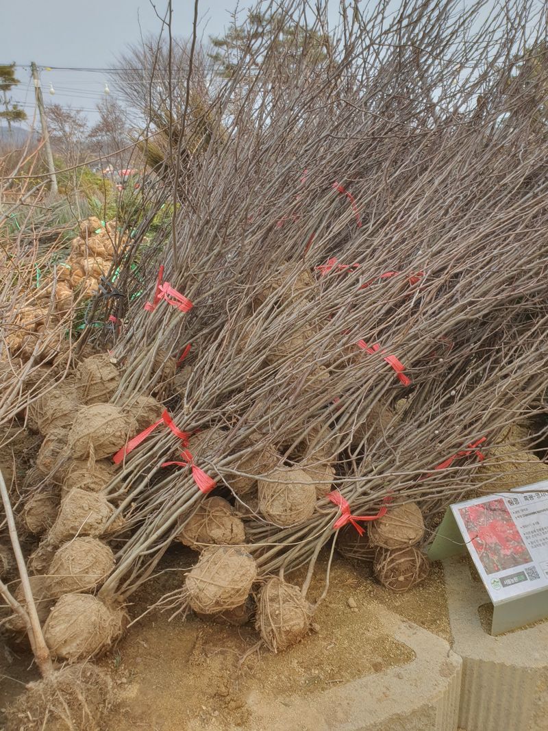 서울농원묘목님의 장터 판매 상품 [명자나무] 첨부 사진