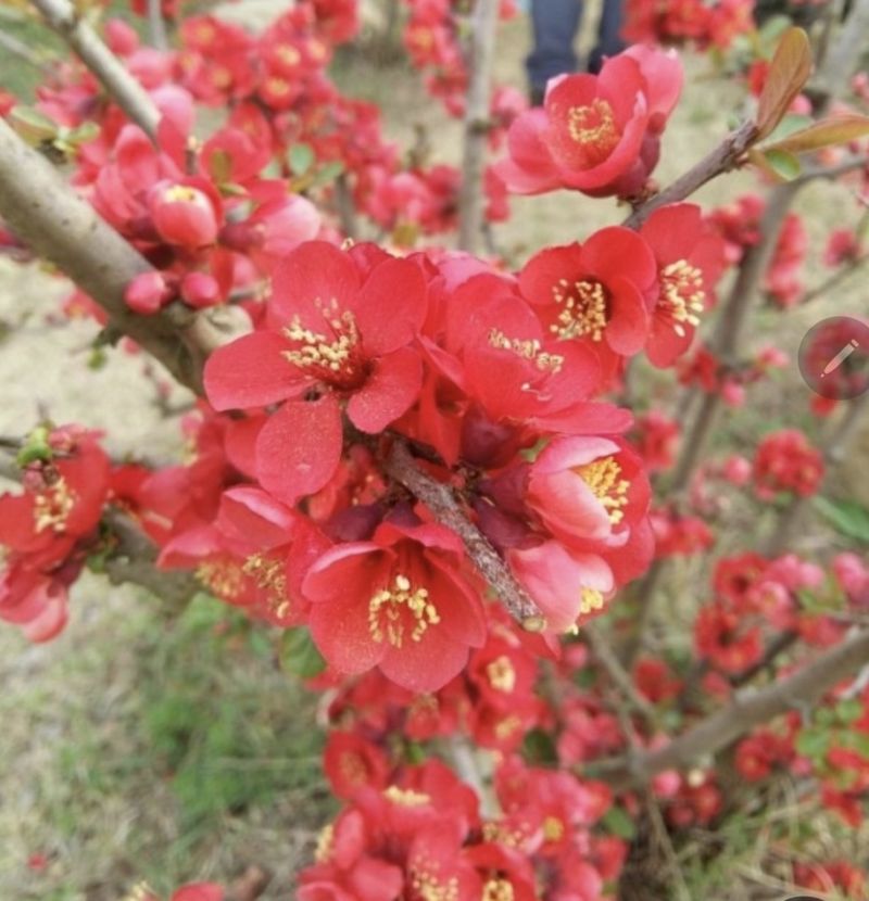 장터 상품 [명자나무] 썸네일