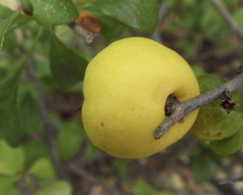 서울농원묘목님의 장터 판매 상품 [명자나무] 첨부 사진