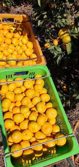 팔코스님의 기타작물 · 병해충상담 작성글 사진