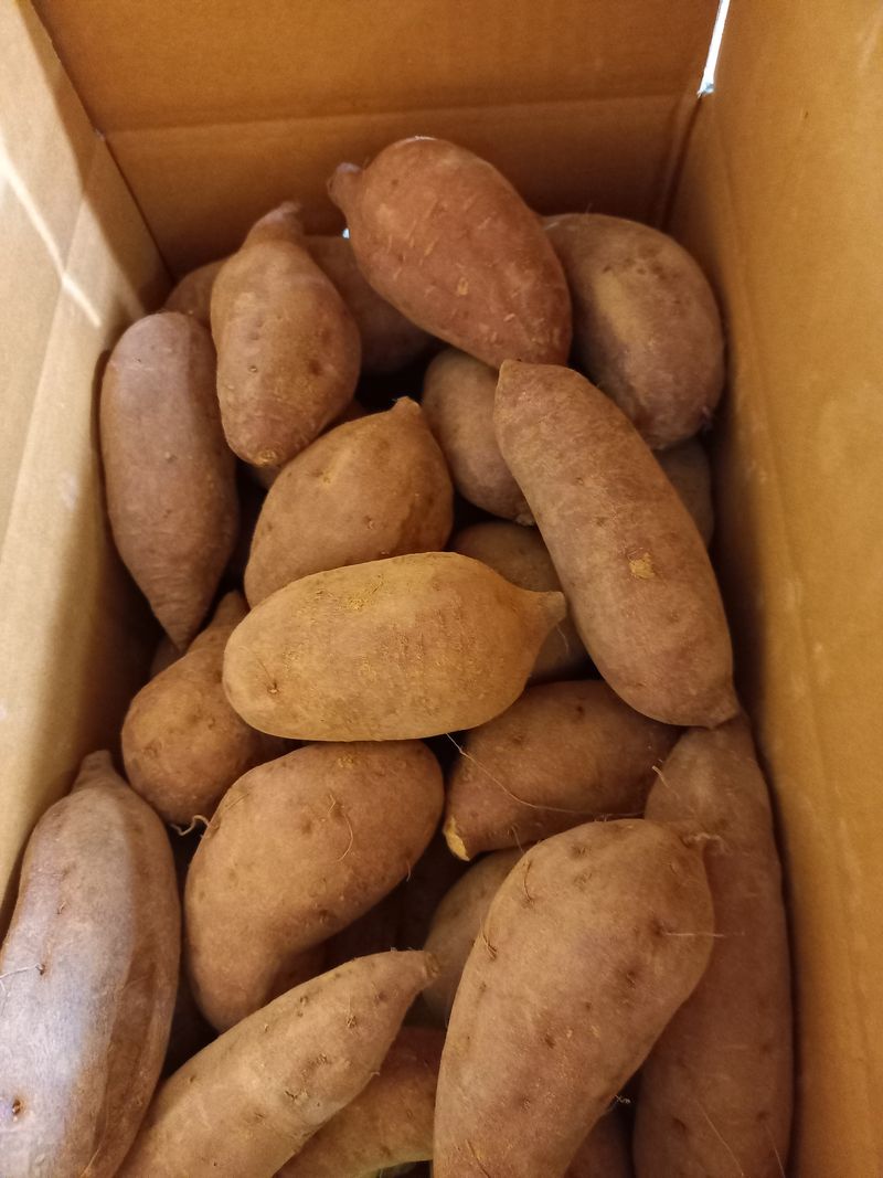 장터 상품 [호박고구마10키로] 썸네일