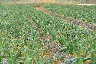 산 아래님의 마늘 · 일상 작성글 사진