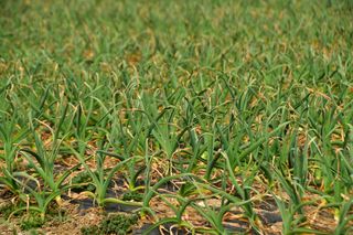 산 아래님의 마늘 · 일상 작성글 사진