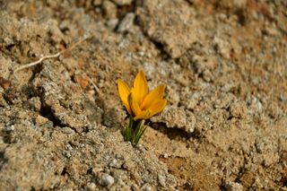 산 아래님의 마늘 · 일상 작성글 사진