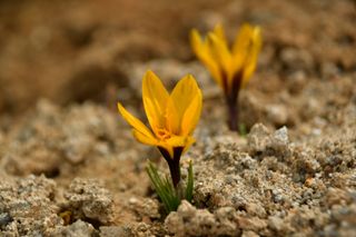 산 아래님의 마늘 · 일상 작성글 사진