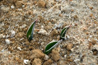 산 아래님의 마늘 · 일상 작성글 사진