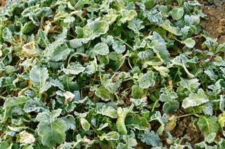 산 아래님의 마늘 · 일상 작성글 사진