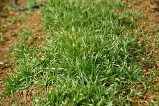 산 아래님의 마늘 · 일상 작성글 사진