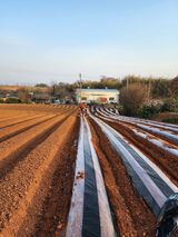 팜모닝 감자·자유게시판 게시글 이미지