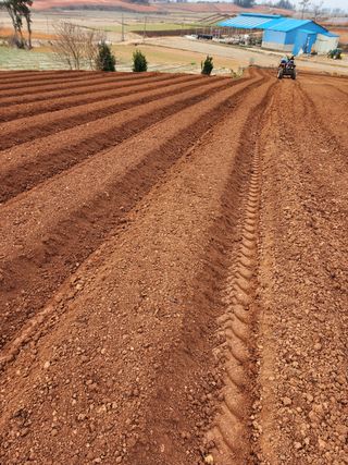 박효식님의 감자 · 자유게시판 작성글 사진