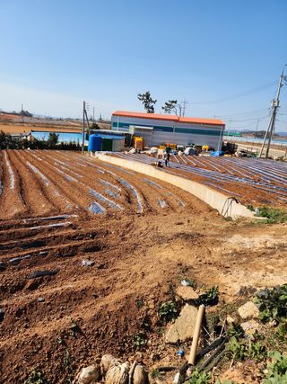 박효식님의 감자 · 자유게시판 작성글 사진