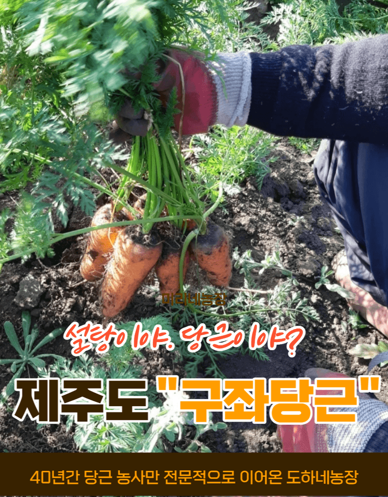 김태환님의 장터 판매 상품 [제주 구좌당근 마감..다들 감사합니다.] 첨부 사진