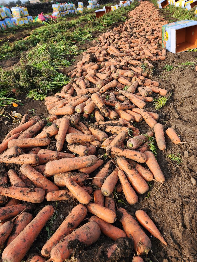 김태환님의 장터 판매 상품 [제주 구좌당근 마감..다들 감사합니다.] 첨부 사진