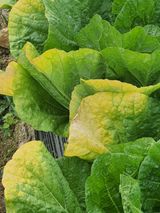 팜모닝 배추·병해충상담 게시글 이미지