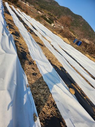 거제달다무화과님의 기타작물 · 자유게시판 작성글 사진