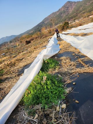 거제달다무화과님의 기타작물 · 자유게시판 작성글 사진