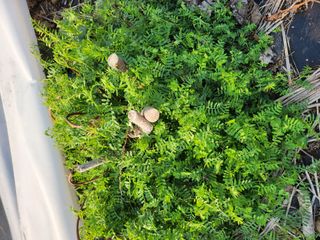 거제달다무화과님의 기타작물 · 자유게시판 작성글 사진