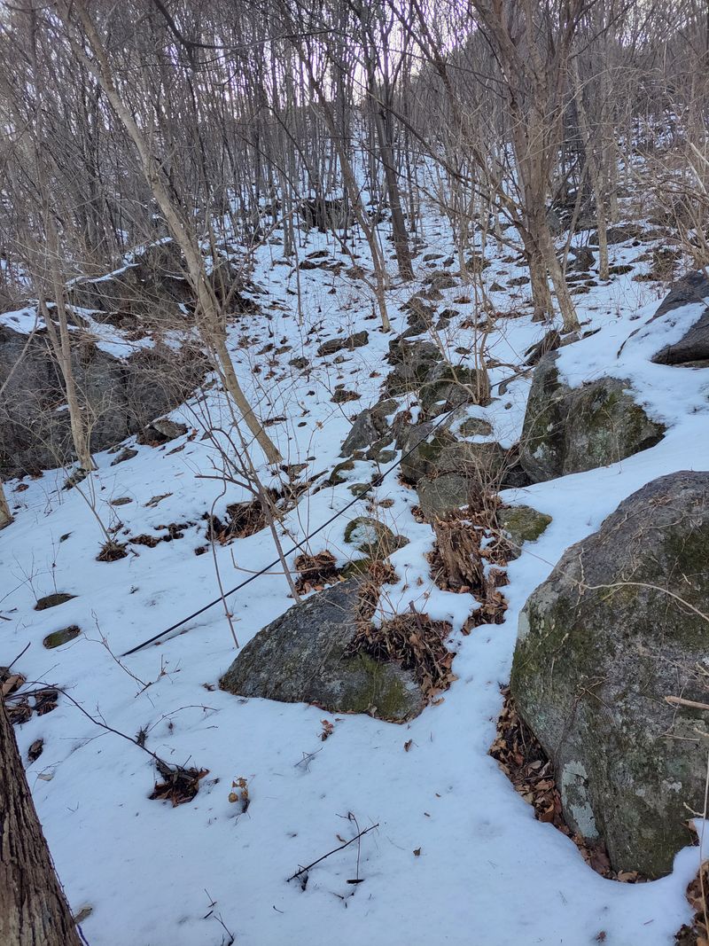 정완희 님의 장터 판매 상품 [고로쇠 1.5×12  ] 첨부 사진