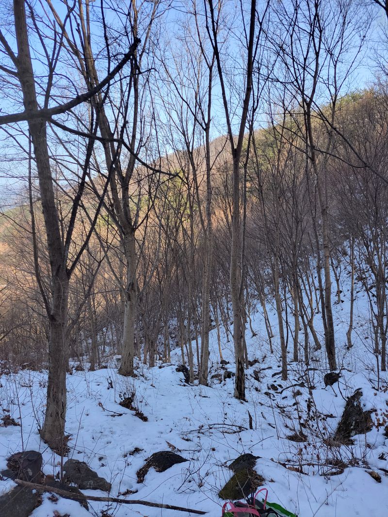 정완희 님의 장터 판매 상품 [고로쇠 1.5×12  ] 첨부 사진