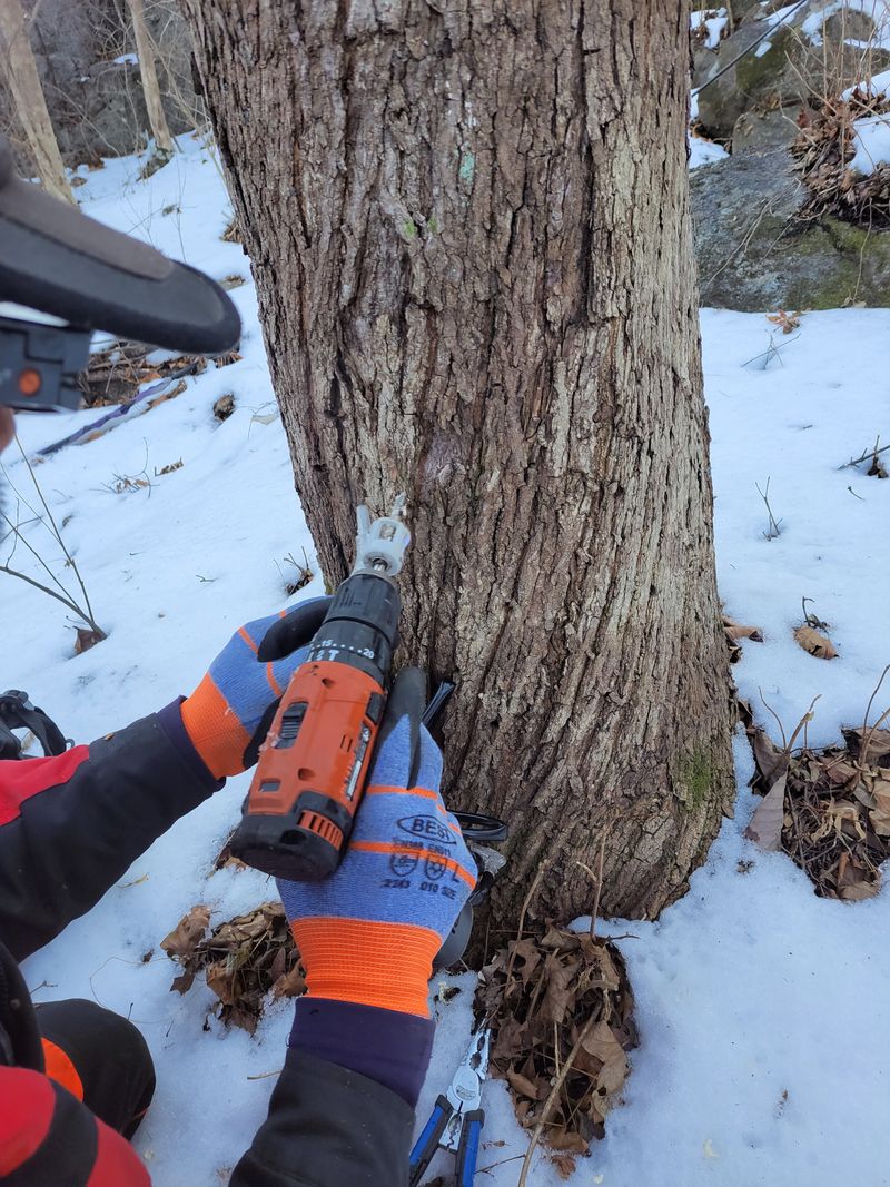 정완희 님의 장터 판매 상품 [고로쇠 1.5×12  ] 첨부 사진