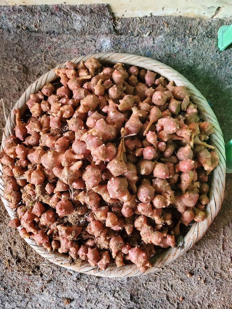 장터 상품 [자주돼지감자  ( 10키로 30, 000 )판매완료] 썸네일