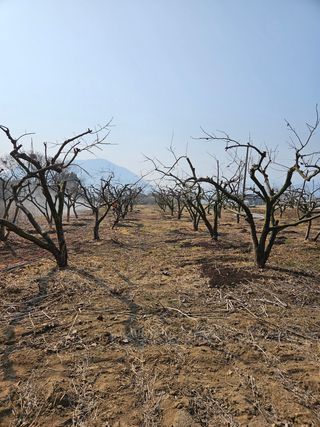 정완희 님의 감 · 자유게시판 작성글 사진