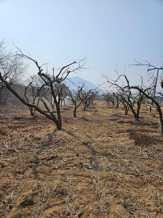 정완희 님의 감 · 자유게시판 작성글 사진