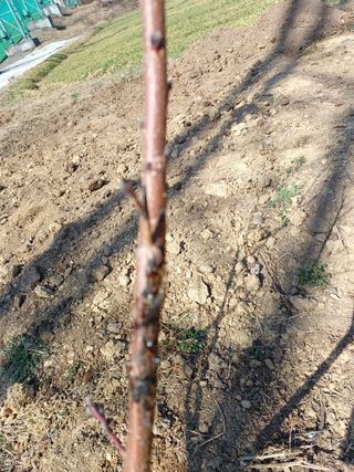 권순옥님의 복숭아 · 병해충상담 작성글 사진