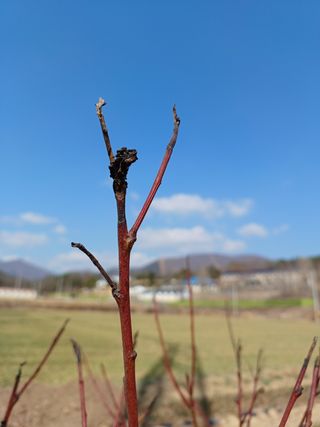 권순옥님의 복숭아 · 병해충상담 작성글 사진